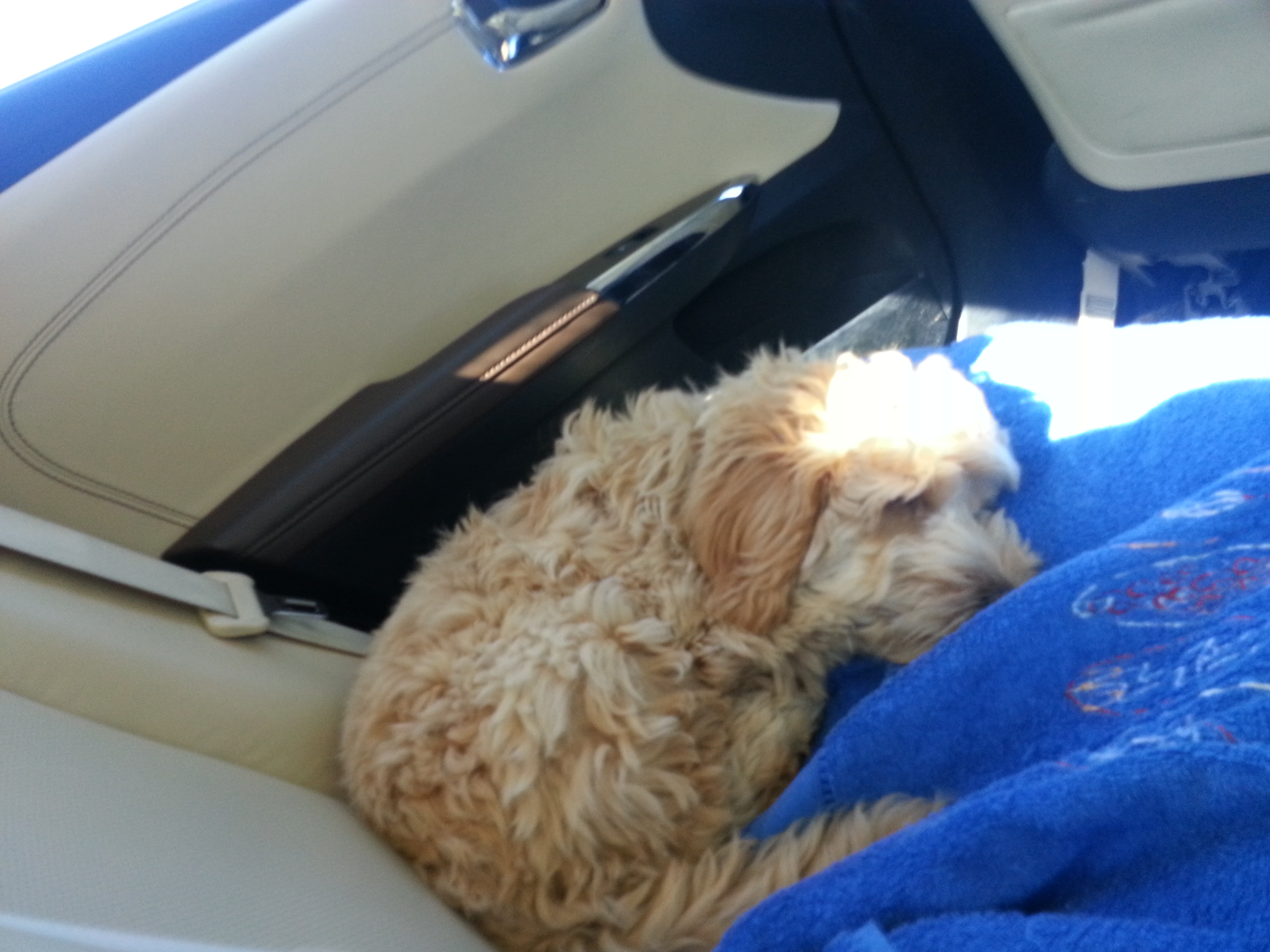 Baby Hachi in the car on a blue towel.