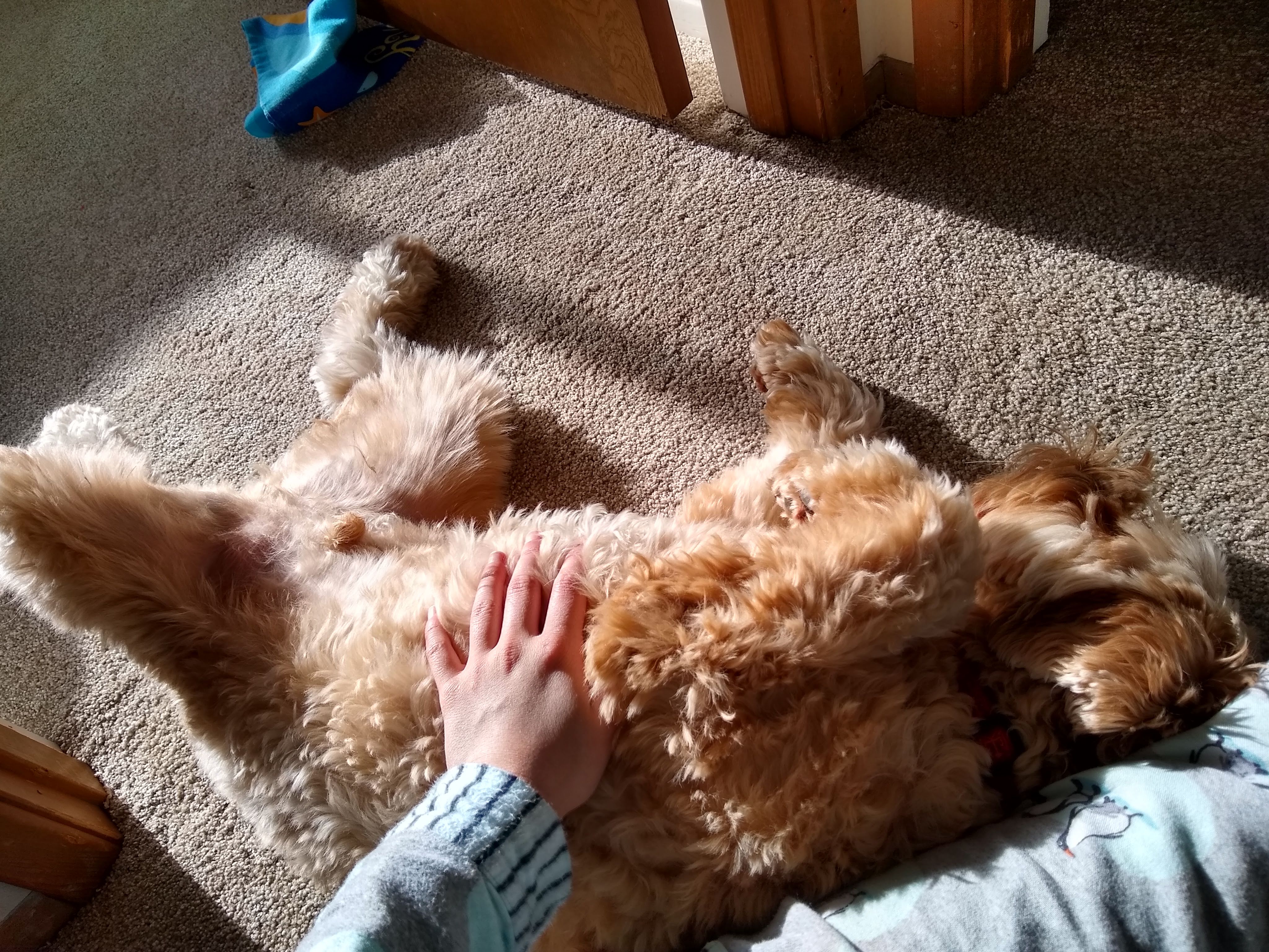 Hachi lying on the floor on his back in sunlight.