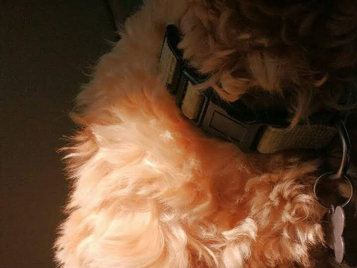 An aesthetic picture of the light hitting Hachi's fur around the
                        collar.