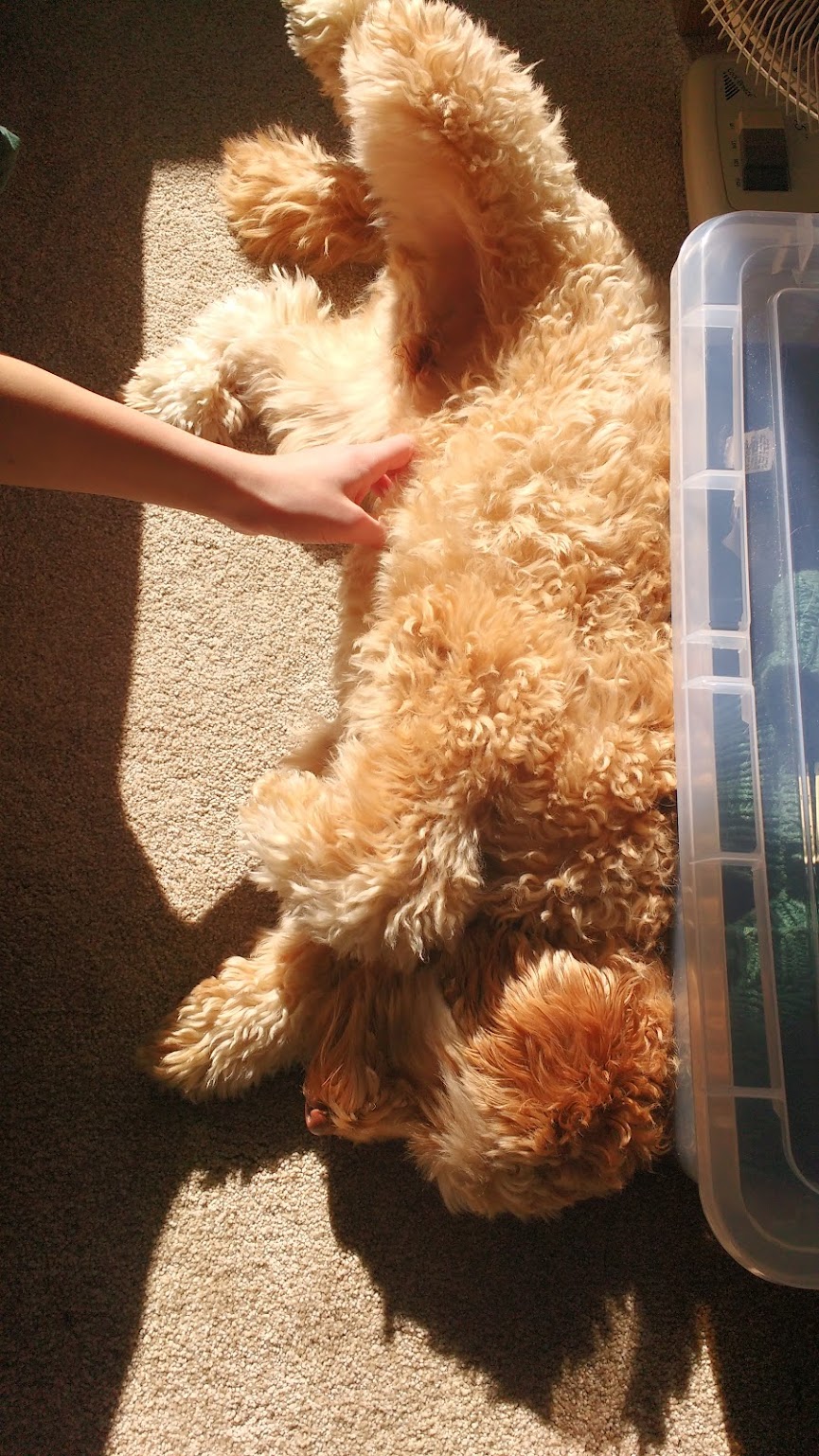 Hachi lying in a patch of sunlight looking ethereally golden.