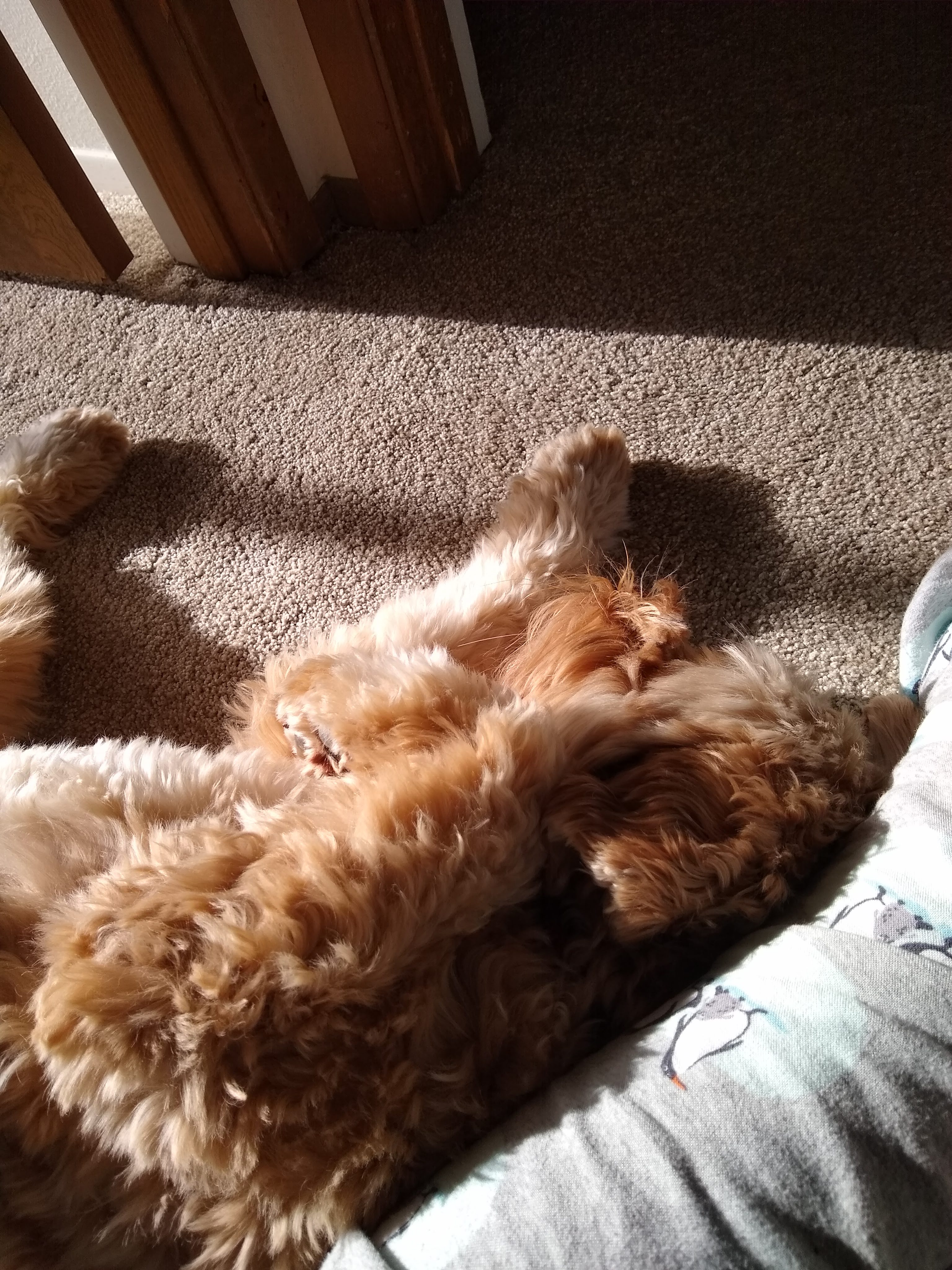 Hachi curled up by a pair of legs in the sun.