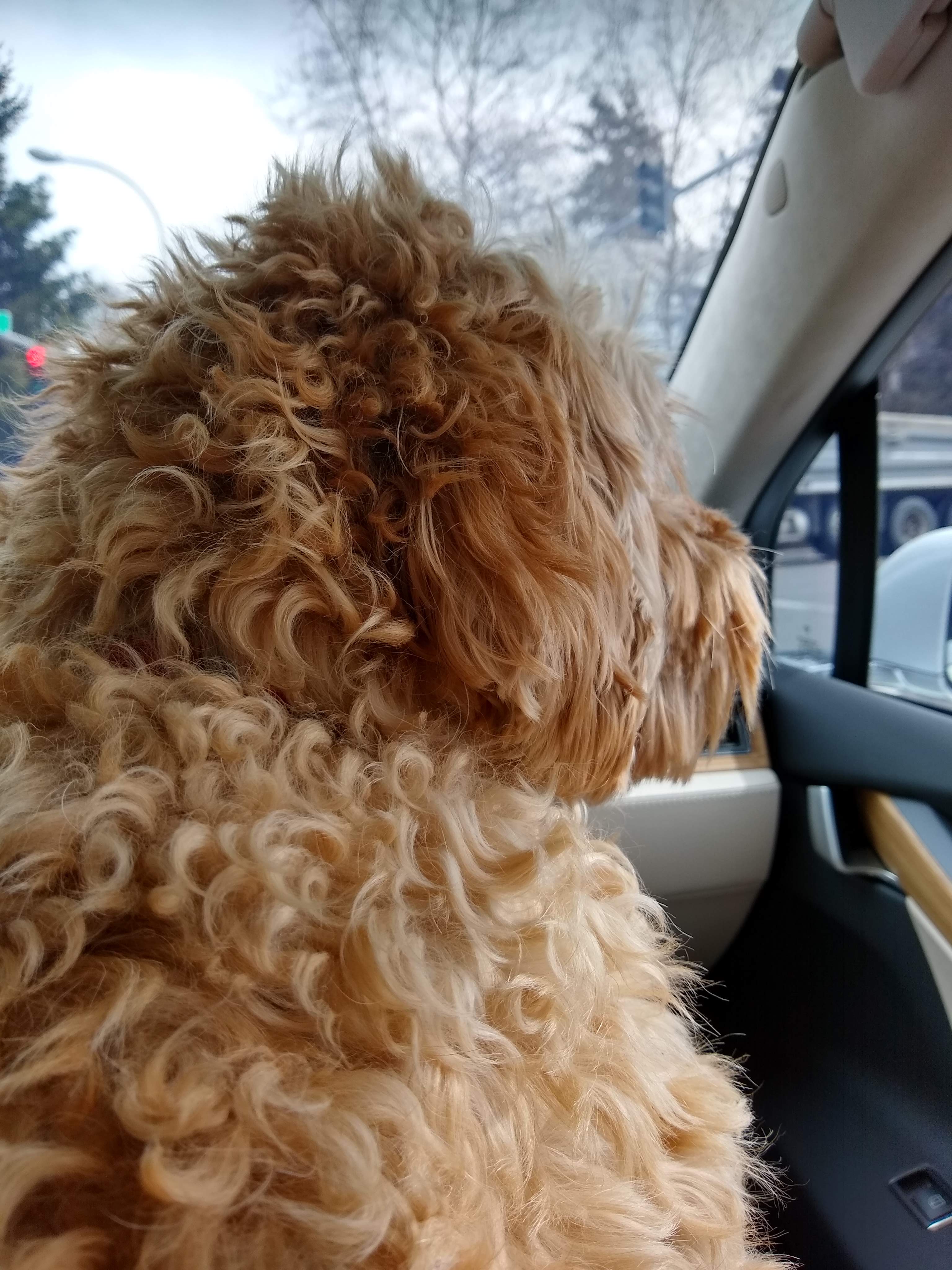 Hachi in a car, from the perspective of the person whose lap he's on.