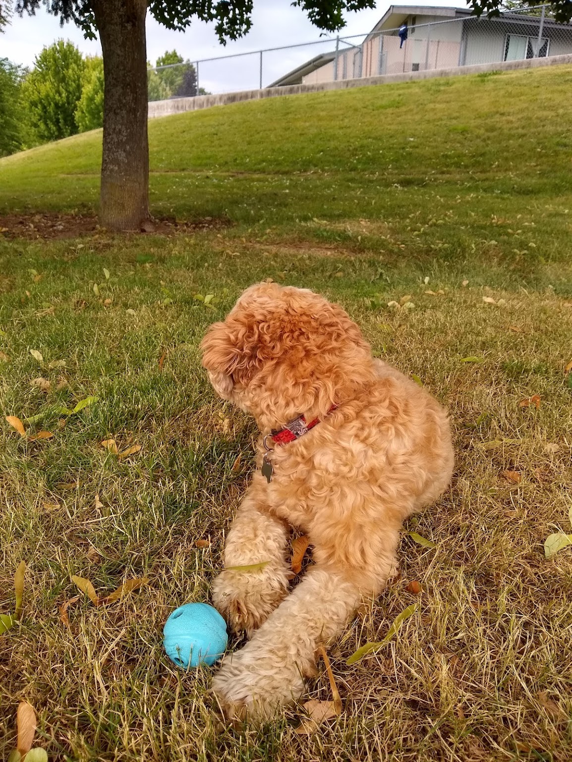 Hachi looking away from a blue ball at the park.