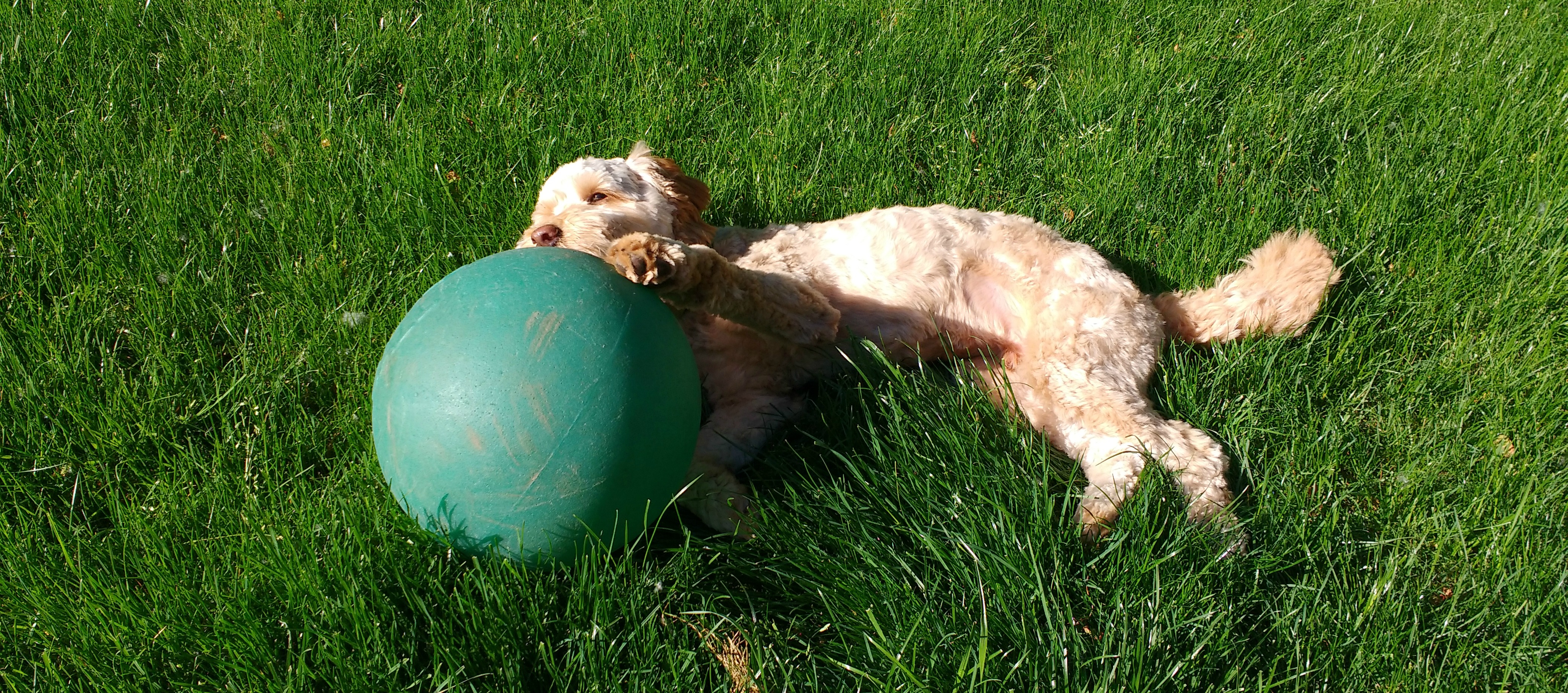 Hachi lying in the grass with a big green-blue ball in his
                        mouth and paws.