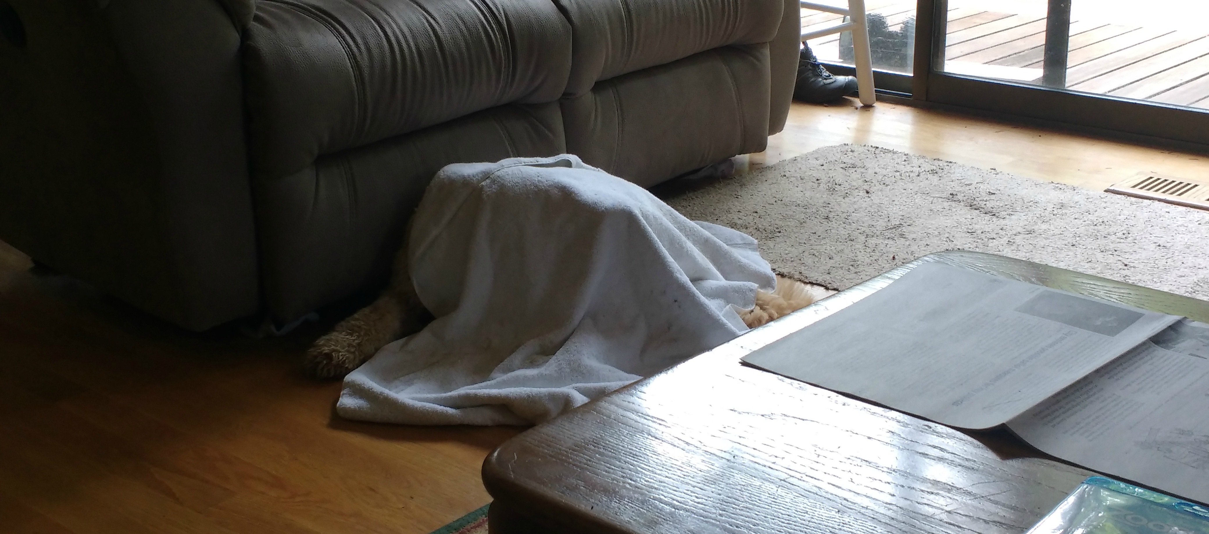 Hachi under a dog towel.