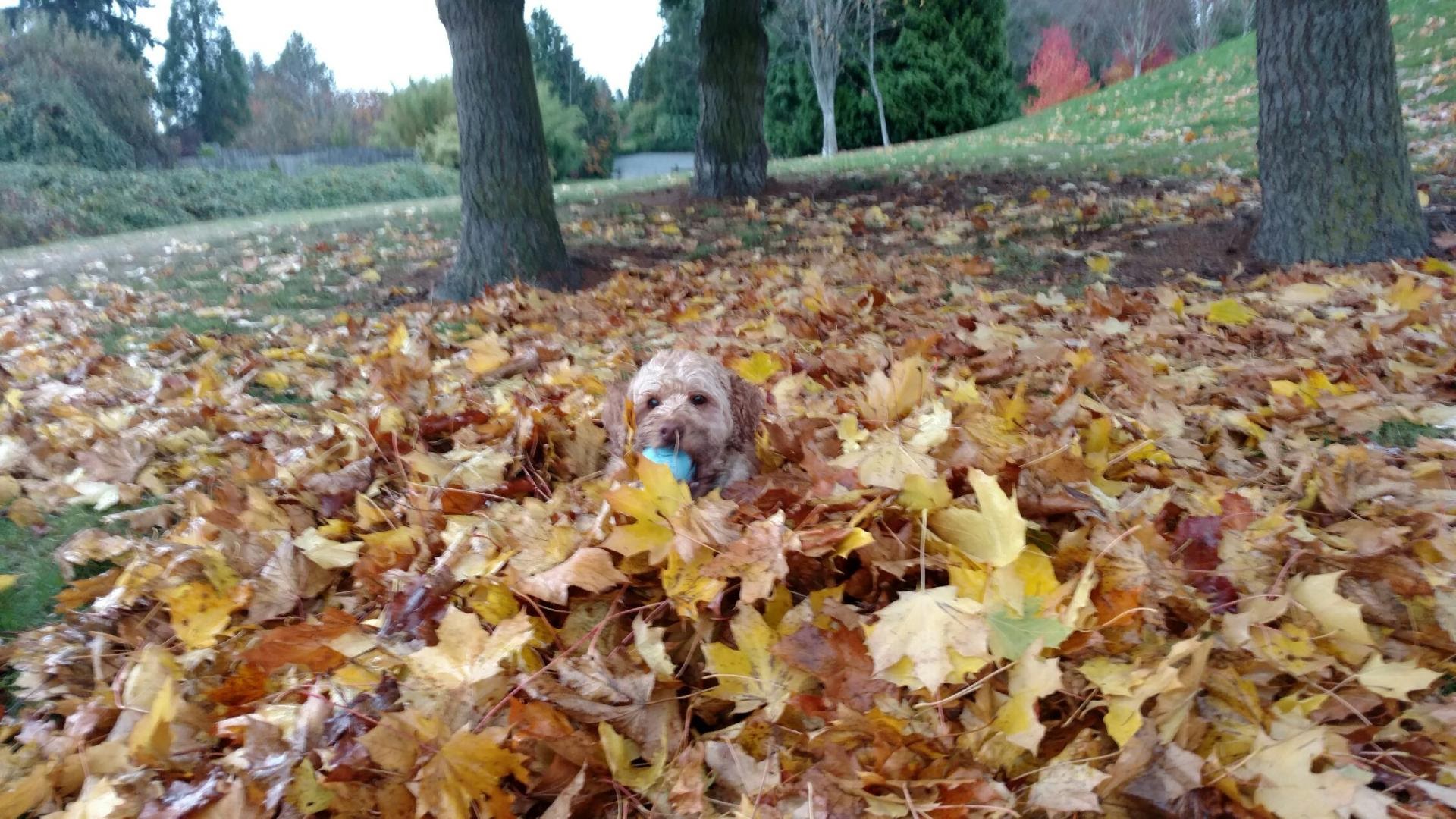 Hachi's head visible in a pile of leaves, a tennis ball in his mouth.