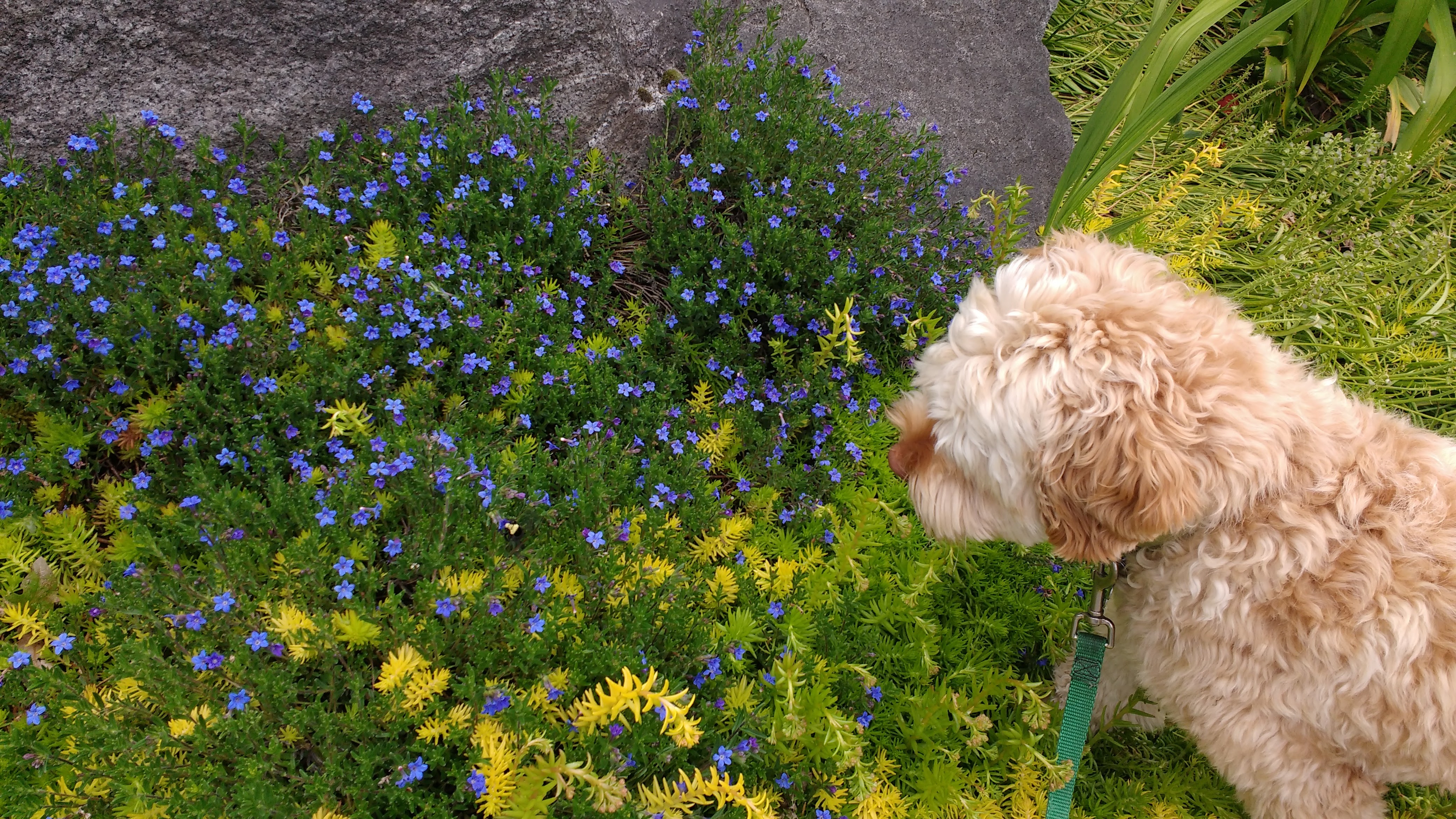 Hachi looking at blooming plants on a walk.