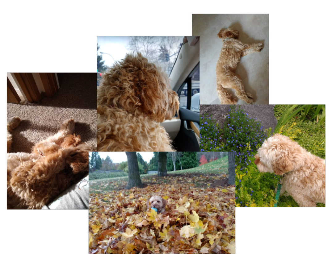 A collage of photos showing Hachi, a mid-sized, golden-haired
                            labradoodle.